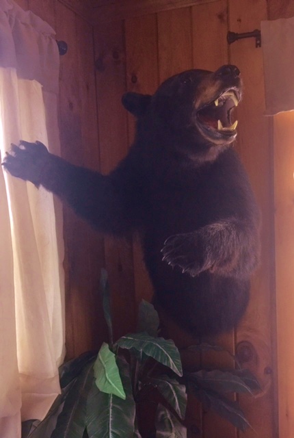 Bear attack mount.jpg