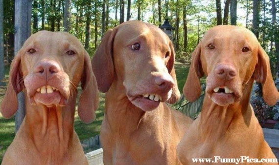 Funny-Dogs-Funny-Dog-Picture-38-FunnyPica.com_-570x338.jpg
