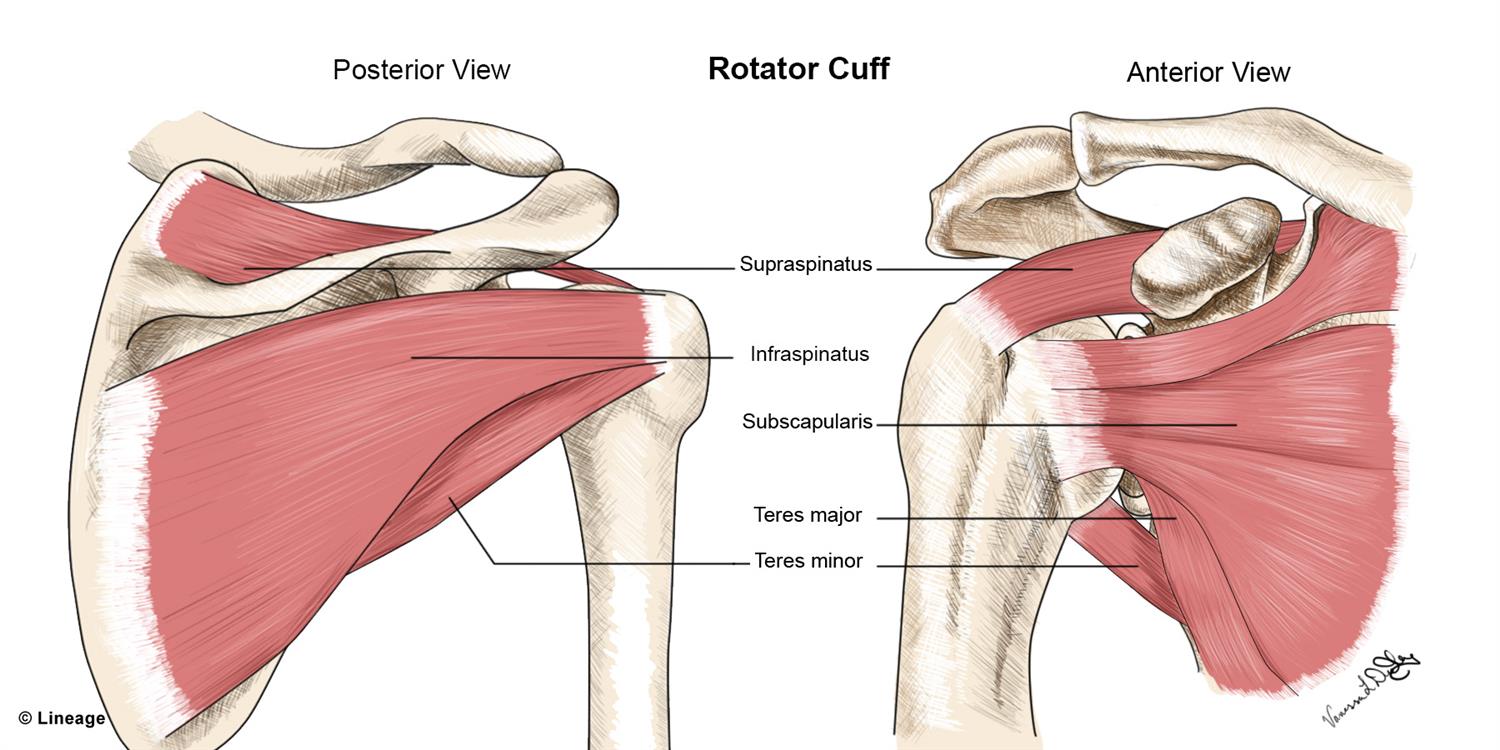 04132018vldmusculoskeletalrotatorcuff.jpg